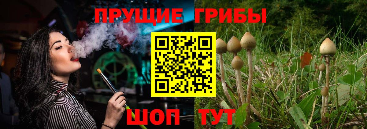 Галлюциногенные грибы Psilocybine cubensis Камышлов